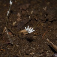 Campylosiphon championii (Thwaites) Xiao J.Li & D.X.Zhang